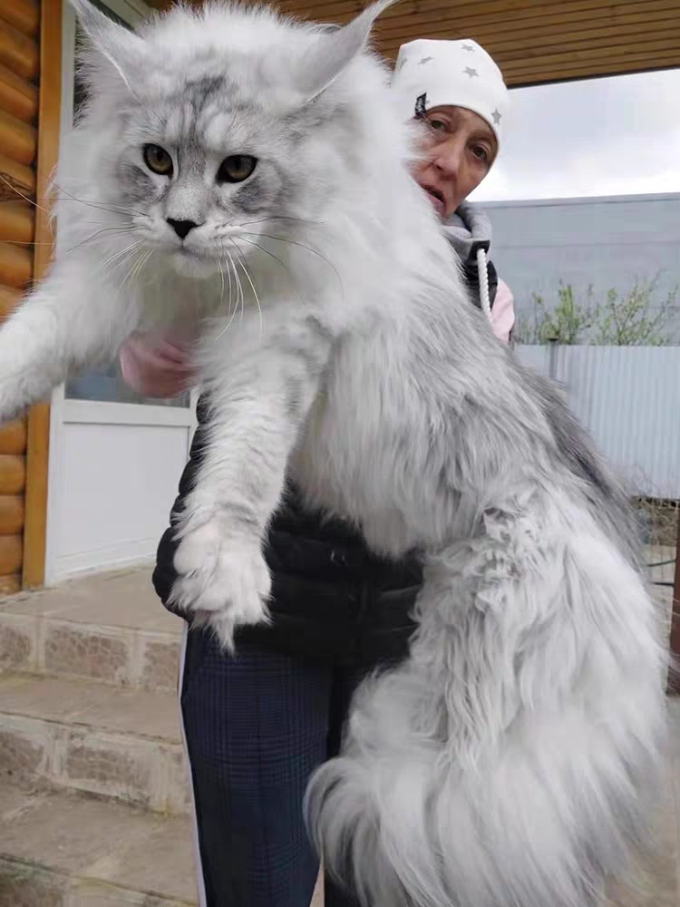 猫舍直销,批发价出售,缅因猫